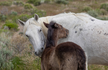 Wild Horse Mare and Her Cute Foal