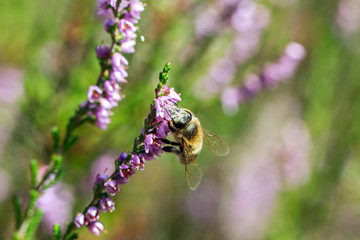 Growing violet heathers.