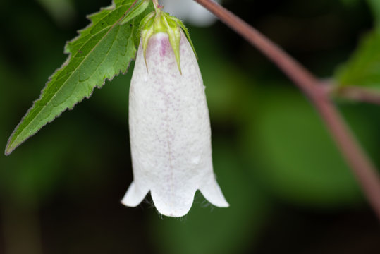 26 件の最適な 蛍草 画像 ストック写真 ベクター Adobe Stock