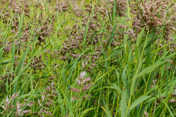 Growing bog grasses.