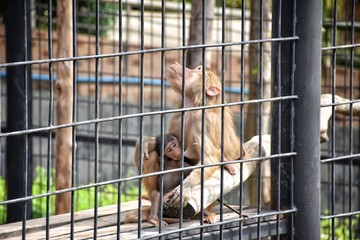 thin monkey mother is feeding the baby monkey in a cage 