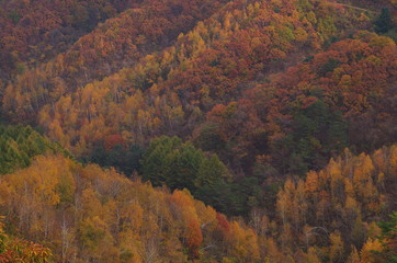 가을. 단풍. 인제군. 수산리. 