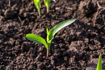 Growing Young Green Corn Seedling Sprouts in Cultivated Agricultural Farm Field