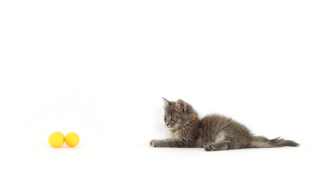 kitten plays with a ball for kittens on a white screen