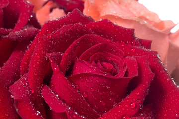 A close up macro shot of a red rose