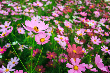 Fototapeta premium Cosmos flowers farm