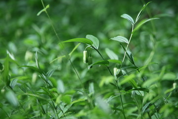 ホウチャクソウ