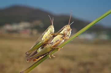 메뚜기. 가을. 교미. 유기농. 무농약. 쌀. 