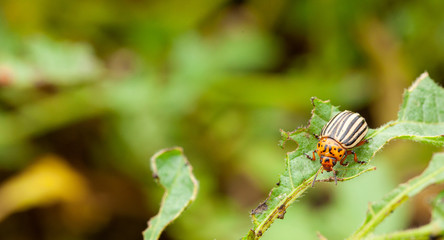 Colorado potato beetle eating a leaf. Copy space for text.