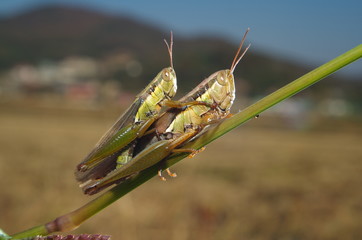 메뚜기. 가을. 교미. 유기농. 무농약. 쌀. 
