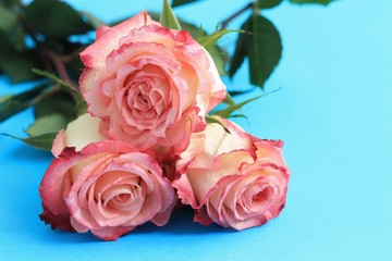 Pink roses on blue background board. Flowers greeting card, copy space, close up.