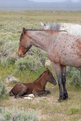 Wild Horse Mare and Her Cute Foal