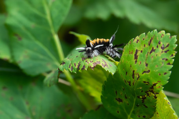 Milkweed Tussock Moth Caterpillar on Leaf in Summer