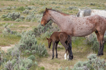 Wild Horse Mare and Her Cute Foal