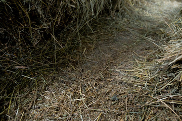 Fototapeta na wymiar Haystack with hay path background. 
