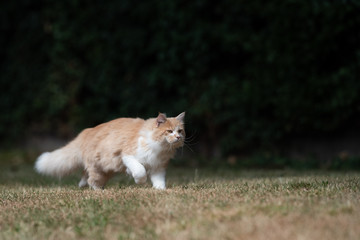 Naklejka na ściany i meble young cream tabby ginger white maine coon cat with fluffy tail on the prowl hunting outdoors in the back yard walking on dried up grass in the summer