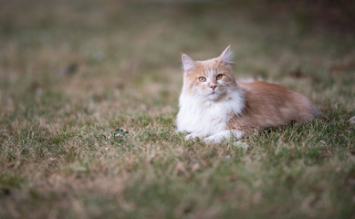 young cream tabby ginger white maine coon cat lying on dried up grass resting outdoors in the back yard on a summer day looking at camera curiously
