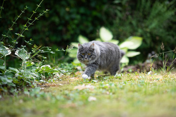 young blue tabby maine coon cat with white paws walking on grass outdoors in the back yard next to...