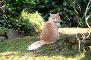 rear view of a young cream tabby ginger white maine coon cat with fluffy tail looking back at camera sitting outdoors in the back yard on a sunny summer day