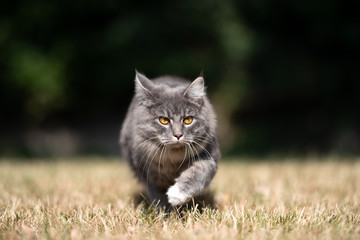 Naklejka na ściany i meble front view of a young blue tabby maine coon cat with white paws on the prowl walking towards camera on dried up grass outdoors in the garden on a hot summer day in direct sunlight