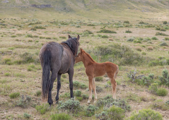 Wild Horse Mare and Her Cute Foal