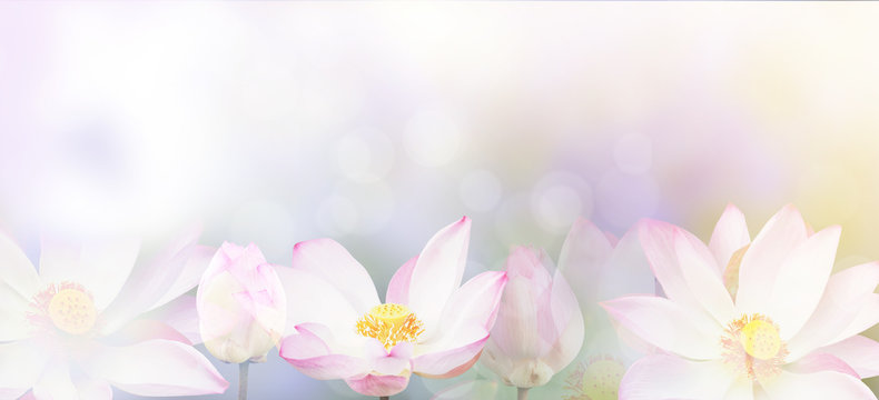 banner pink water lily flower background.