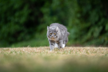 young blue tabby maine coon cat with white paws outdoors on the prowl walking on grass towards camera looking ahead