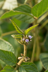 Agricultural soybean flower and pods plantation background on sunny day. Green growing soybeans against sunlight.