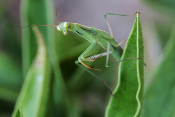Mon ami, la mante religieuse de mon jardin