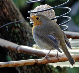 Rouge gorge de mon jardin