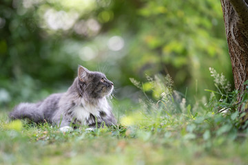 young blue tabby maine coon cat with white paws and fluffy tail lying on grass outdoors in the...