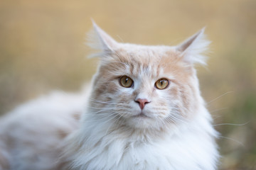 portrait of a beautiful fluffy young cream tabby ginger white maine coon cat resting outdoors looking at camera folding back ears