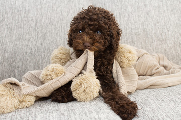 Cute puppy dog bitting a tassel blanket sitting over a gray sofa furniture. Obedience concept.