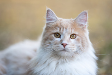 portrait of a beautiful fluffy young cream tabby ginger white maine coon cat resting outdoors looking at camera