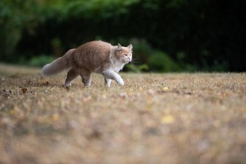 Fototapeta premium young cream tabby ginger white maine coon cat outdoors on the prowl walking on dried up grass in the back yard during heat wave on a hot summer day looking ahead