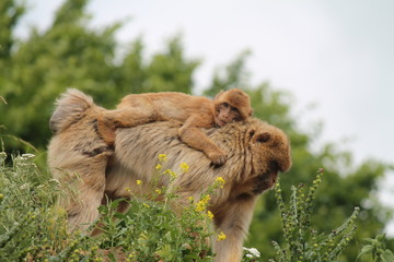 Barbary macaque Mother and Baby Monkey