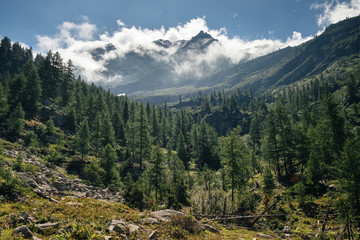 Mountain landscape with conifer of firs and larches, mountain range in background. Italian Alps, Gran paradiso National Park, Ceresole Reale, Piedmont