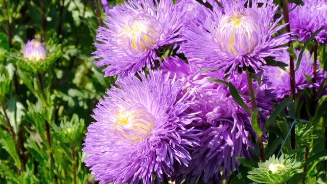 Beautiful summer flower video sketch, blooming asters in the flower bed, filmed using zooming and moving the camera
