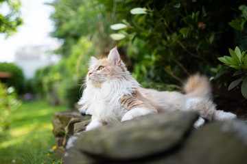 Naklejka na ściany i meble sied view of a curious young cream tabby ginger white maine coon cat resting on a natural stone wall outdoors in garden looking up