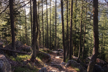 Forest of tall larchs and fir trees. Surrounding forest. Gran Paradiso National Pak, Ceresole Reale,italian alps, Piedmont, Italy.