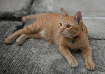 Fototapeta na wymiar A scottish brown cat lies on the concrete floor.