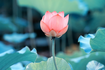 Lotus flower and Lotus flower plants