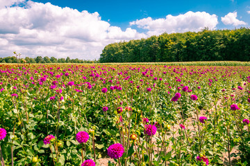 Field with dahlia's growing and blossoming in summertime, the Netherlands province Flevoland nearby Marknesse