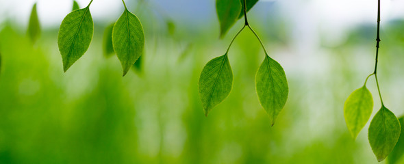 Fototapeta na wymiar paranomic view of green leaf, a leafy shade