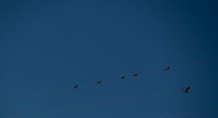 minimal image of swallows on the wire