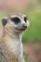 Standing Meerkat with dirty nose 