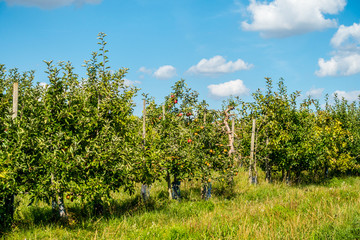 Reife &Auml;pfel am Baum