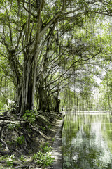 Obraz premium Ficus, Banyan tree near river with sun shine. Blur background. Beautiful green forest tree nature background in the garden.