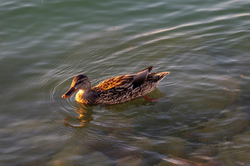 Birds in the lake Balaton on a summer evening.