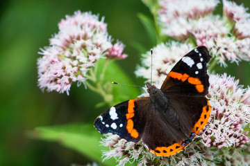 Fototapeta na wymiar the red Admiral or Atalanta butterfly sitting on a flower drinking nectar, picture taken in the Netherlands